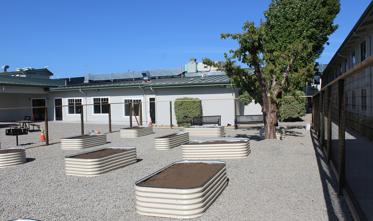 The image shows a school courtyard with several raised garden beds filled with soil. A tree stands near a building with green roofing. The ground is covered with gravel, and theres a fence on the right side. Skies are clear and sunny.