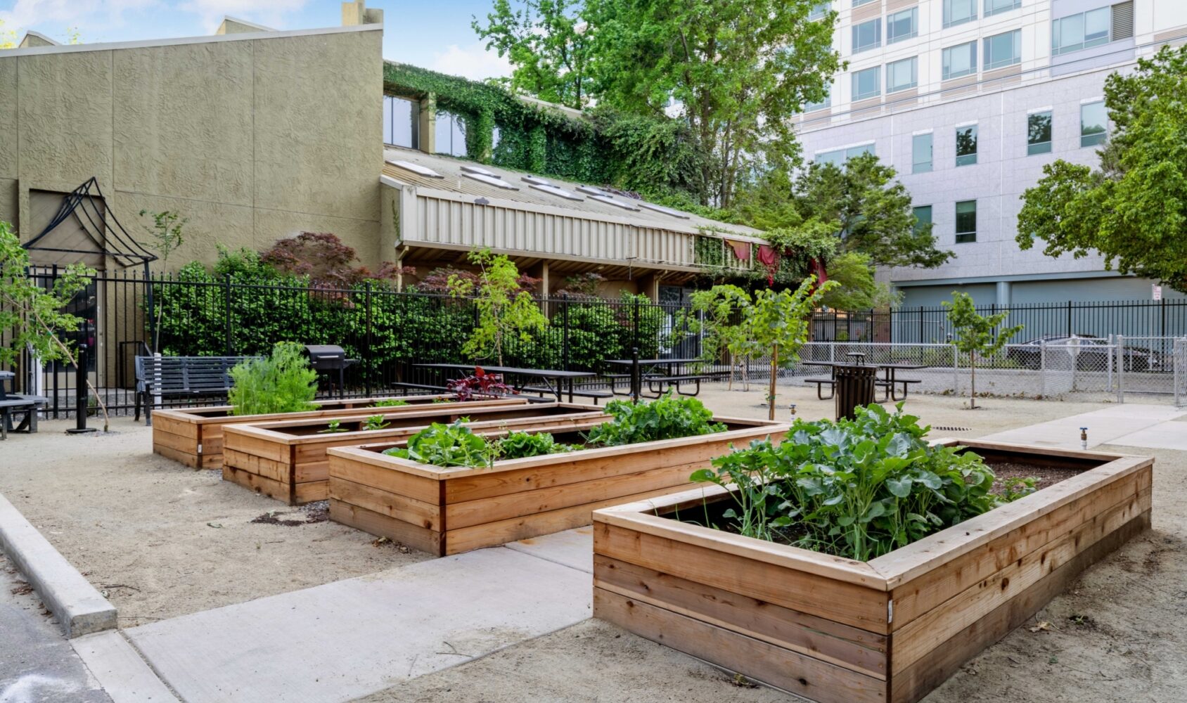 Urban community garden with wooden raised beds filled with various plants. Surrounded by benches, trees, and a fence, with a modern building in the background. A sunny day highlights the greenery.